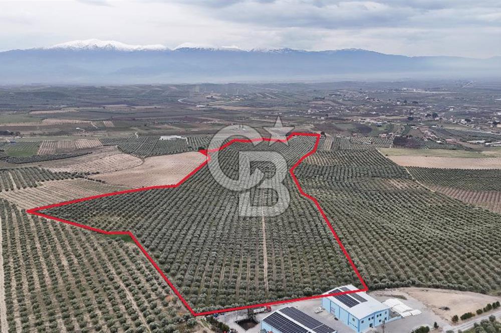 Salihli Yol Üzerinde Köyün İçinde Satılık 165 Dönüm İmarlı Zeytinlik