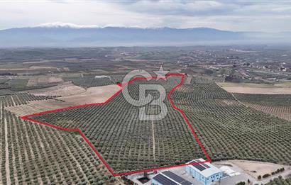 Salihli Yol Üzerinde Köyün İçinde Satılık 165 Dönüm İmarlı Zeytinlik