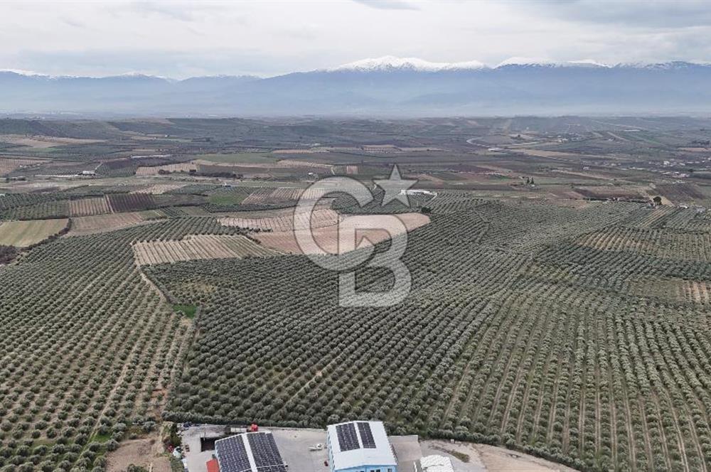 Salihli Yol Üzerinde Köyün İçinde Satılık 165 Dönüm İmarlı Zeytinlik