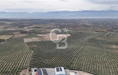 Salihli Yol Üzerinde Köyün İçinde Satılık 165 Dönüm İmarlı Zeytinlik