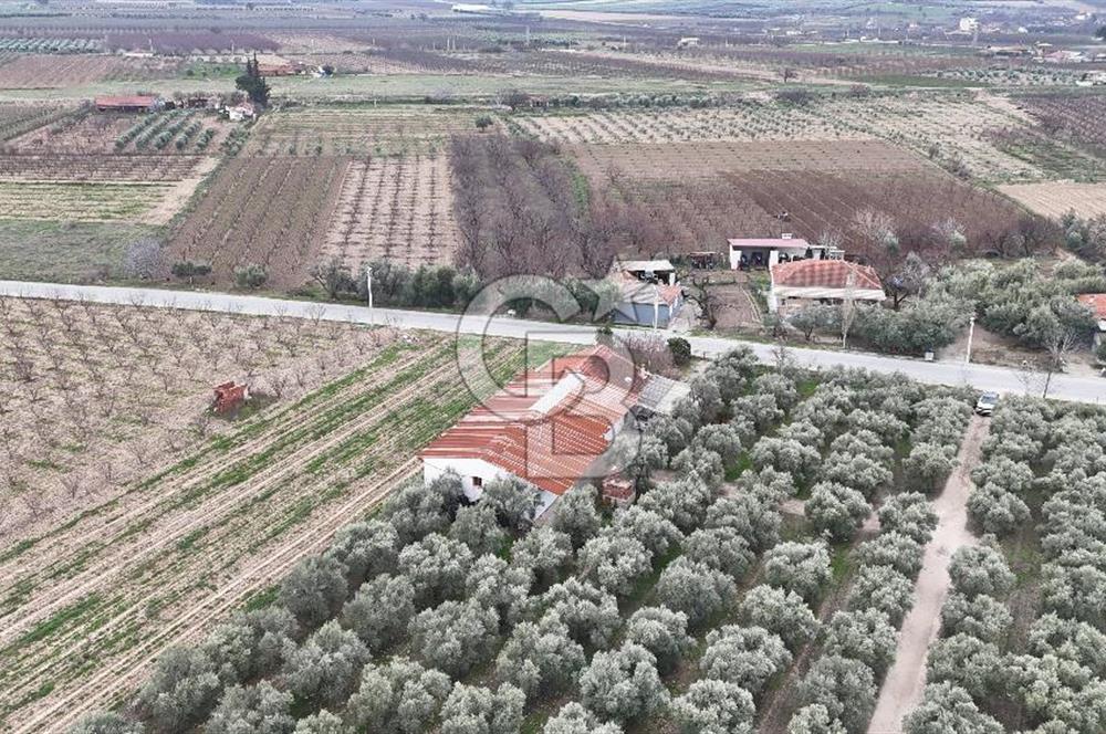 Salihli Yol Üzerinde Köyün İçinde Satılık 165 Dönüm İmarlı Zeytinlik