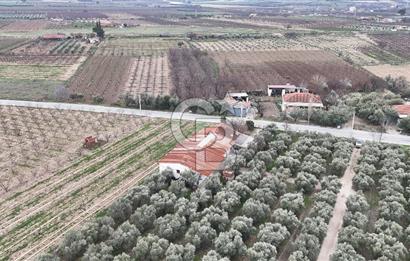 Salihli Yol Üzerinde Köyün İçinde Satılık 165 Dönüm İmarlı Zeytinlik