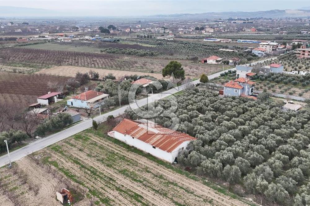 Salihli Yol Üzerinde Köyün İçinde Satılık 165 Dönüm İmarlı Zeytinlik