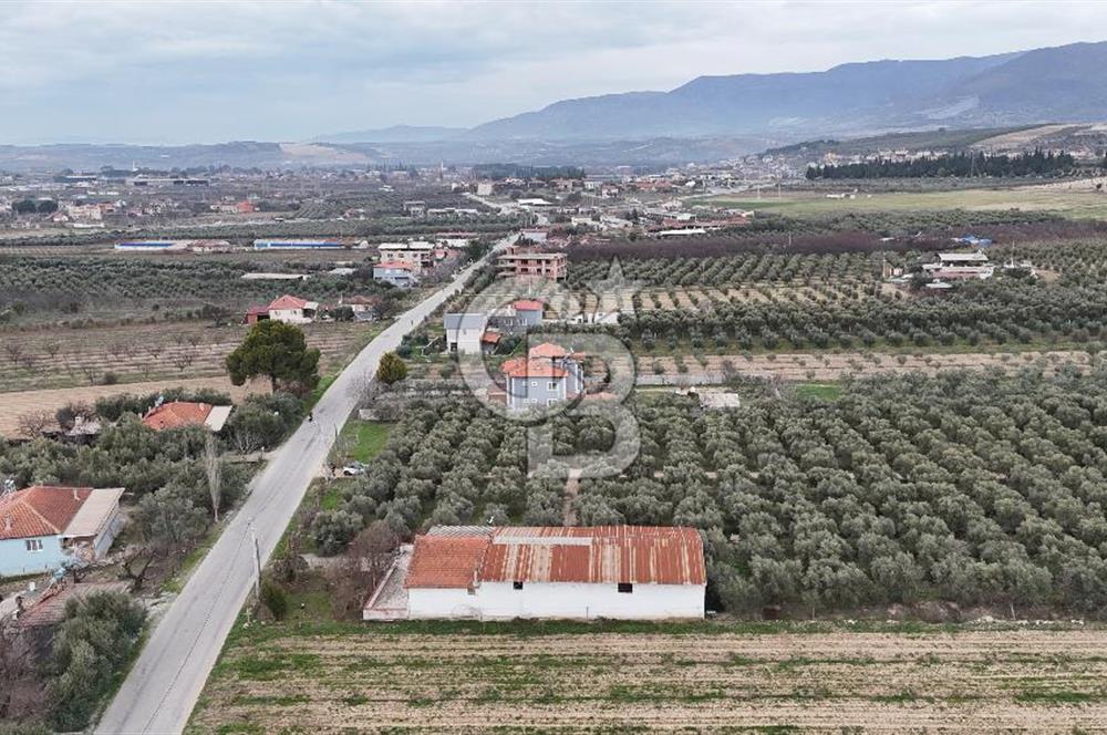 Salihli Yol Üzerinde Köyün İçinde Satılık 165 Dönüm İmarlı Zeytinlik
