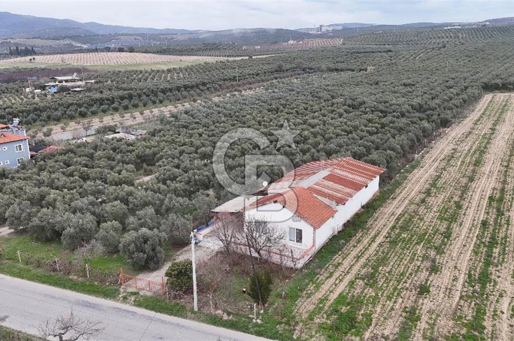 Salihli Yol Üzerinde Köyün İçinde Satılık 165 Dönüm İmarlı Zeytinlik
