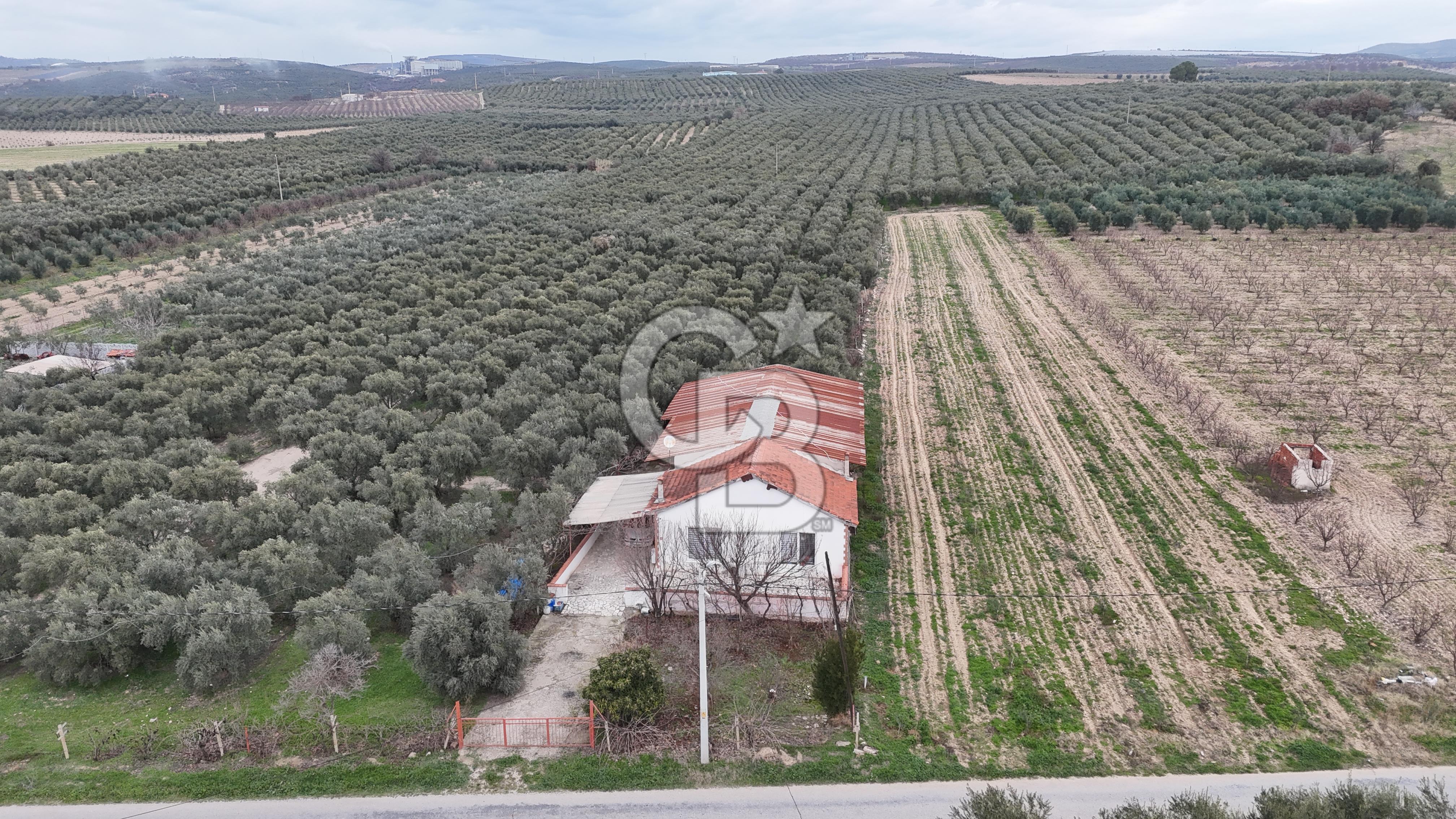 Salihli Yol Üzerinde Köyün İçinde Satılık 165 Dönüm İmarlı Zeytinlik