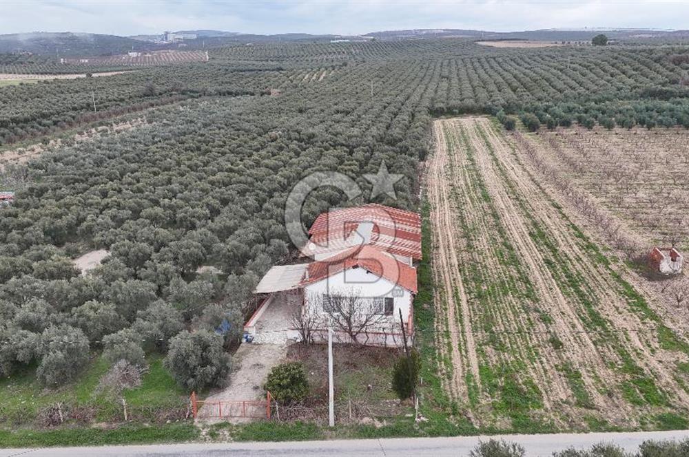 Salihli Yol Üzerinde Köyün İçinde Satılık 165 Dönüm İmarlı Zeytinlik