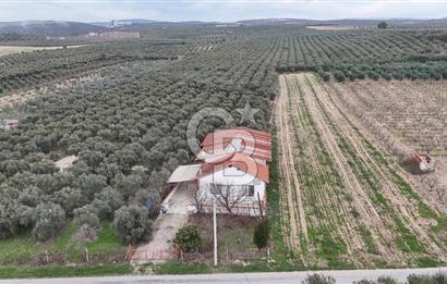 Salihli Yol Üzerinde Köyün İçinde Satılık 165 Dönüm İmarlı Zeytinlik