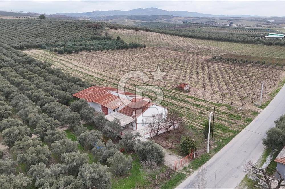 Salihli Yol Üzerinde Köyün İçinde Satılık 165 Dönüm İmarlı Zeytinlik