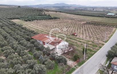 Salihli Yol Üzerinde Köyün İçinde Satılık 165 Dönüm İmarlı Zeytinlik
