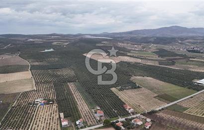 Salihli Yol Üzerinde Köyün İçinde Satılık 165 Dönüm İmarlı Zeytinlik