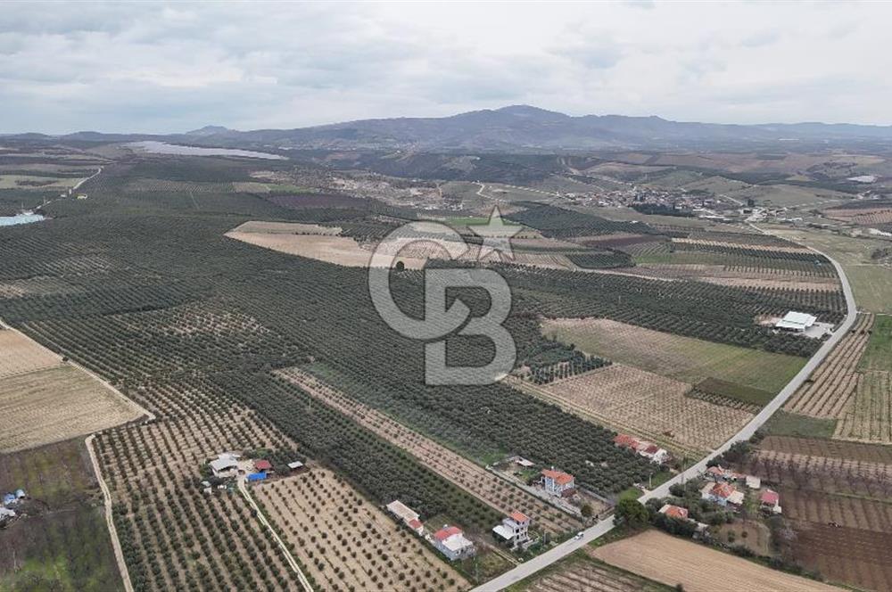 Salihli Yol Üzerinde Köyün İçinde Satılık 165 Dönüm İmarlı Zeytinlik