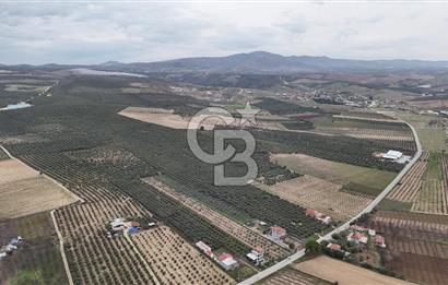Salihli Yol Üzerinde Köyün İçinde Satılık 165 Dönüm İmarlı Zeytinlik