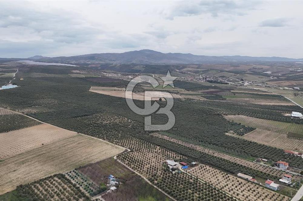 Salihli Yol Üzerinde Köyün İçinde Satılık 165 Dönüm İmarlı Zeytinlik