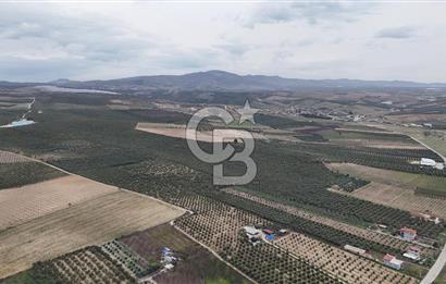 Salihli Yol Üzerinde Köyün İçinde Satılık 165 Dönüm İmarlı Zeytinlik