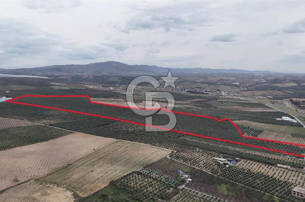 Salihli Yol Üzerinde Köyün İçinde Satılık 165 Dönüm İmarlı Zeytinlik