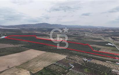 Salihli Yol Üzerinde Köyün İçinde Satılık 165 Dönüm İmarlı Zeytinlik