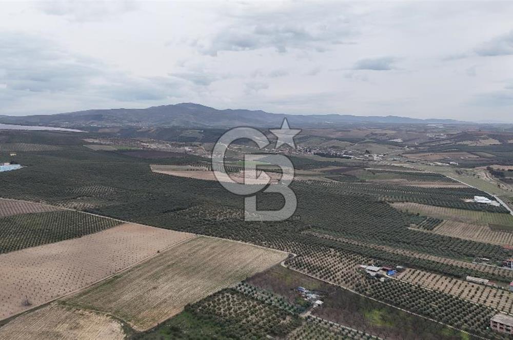 Salihli Yol Üzerinde Köyün İçinde Satılık 165 Dönüm İmarlı Zeytinlik