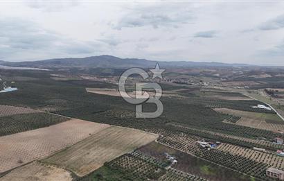 Salihli Yol Üzerinde Köyün İçinde Satılık 165 Dönüm İmarlı Zeytinlik