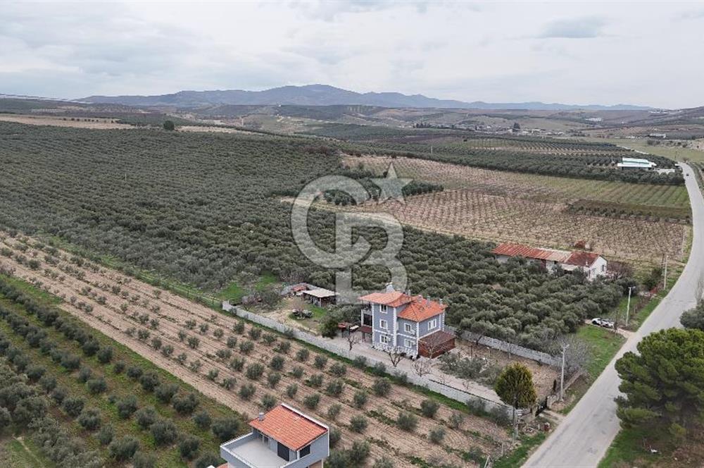 Salihli Yol Üzerinde Köyün İçinde Satılık 165 Dönüm İmarlı Zeytinlik