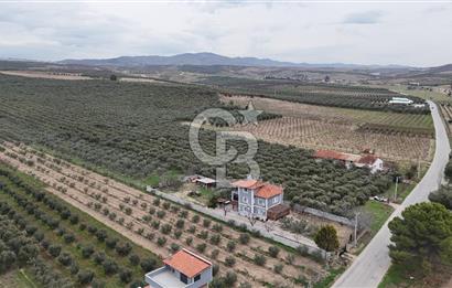 Salihli Yol Üzerinde Köyün İçinde Satılık 165 Dönüm İmarlı Zeytinlik