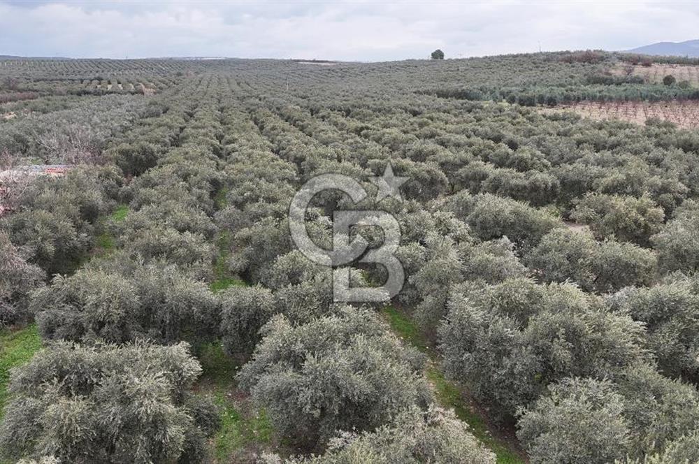 Salihli Yol Üzerinde Köyün İçinde Satılık 165 Dönüm İmarlı Zeytinlik