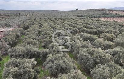 Salihli Yol Üzerinde Köyün İçinde Satılık 165 Dönüm İmarlı Zeytinlik