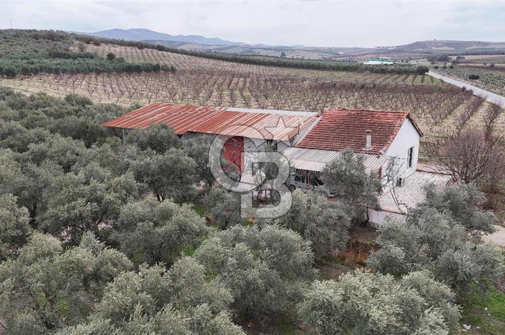 Salihli Yol Üzerinde Köyün İçinde Satılık 165 Dönüm İmarlı Zeytinlik