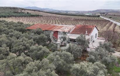 Salihli Yol Üzerinde Köyün İçinde Satılık 165 Dönüm İmarlı Zeytinlik