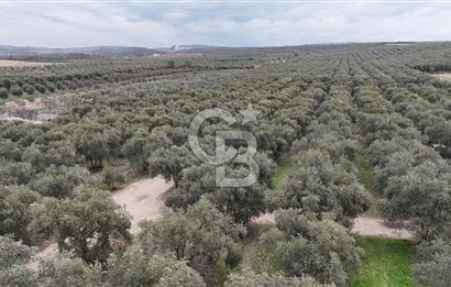 Salihli Yol Üzerinde Köyün İçinde Satılık 165 Dönüm İmarlı Zeytinlik