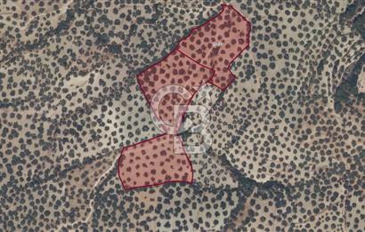 Kiralık Zeytinlik KazımKarabekir