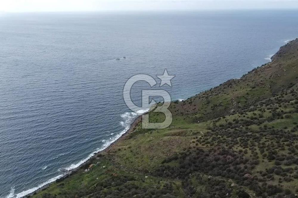 ÇANAKKALE BABAKALE'DE | 33 DÖNÜM DENİZ MANZARALI ZEYTİNLİK