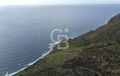 ÇANAKKALE BABAKALE'DE | 33 DÖNÜM DENİZ MANZARALI ZEYTİNLİK