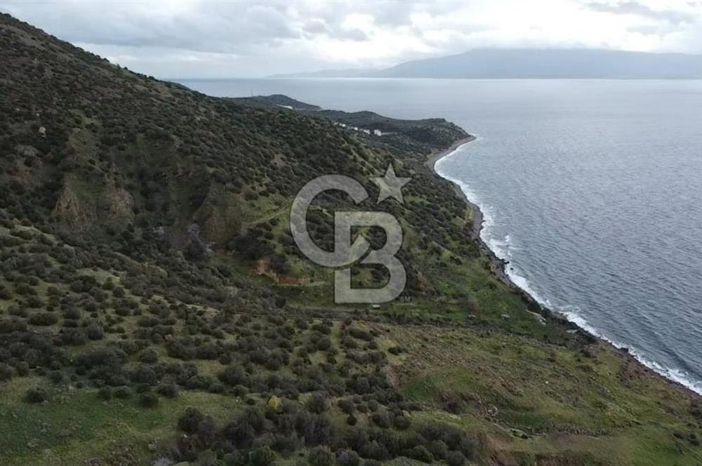 ÇANAKKALE BABAKALE'DE | 33 DÖNÜM DENİZ MANZARALI ZEYTİNLİK