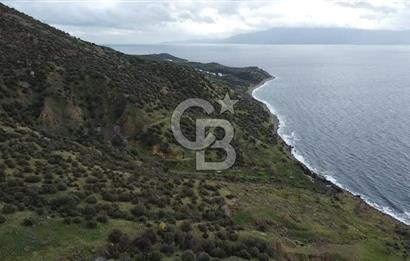 ÇANAKKALE BABAKALE'DE | 33 DÖNÜM DENİZ MANZARALI ZEYTİNLİK