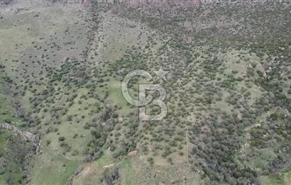 ÇANAKKALE BABAKALE'DE | 33 DÖNÜM DENİZ MANZARALI ZEYTİNLİK