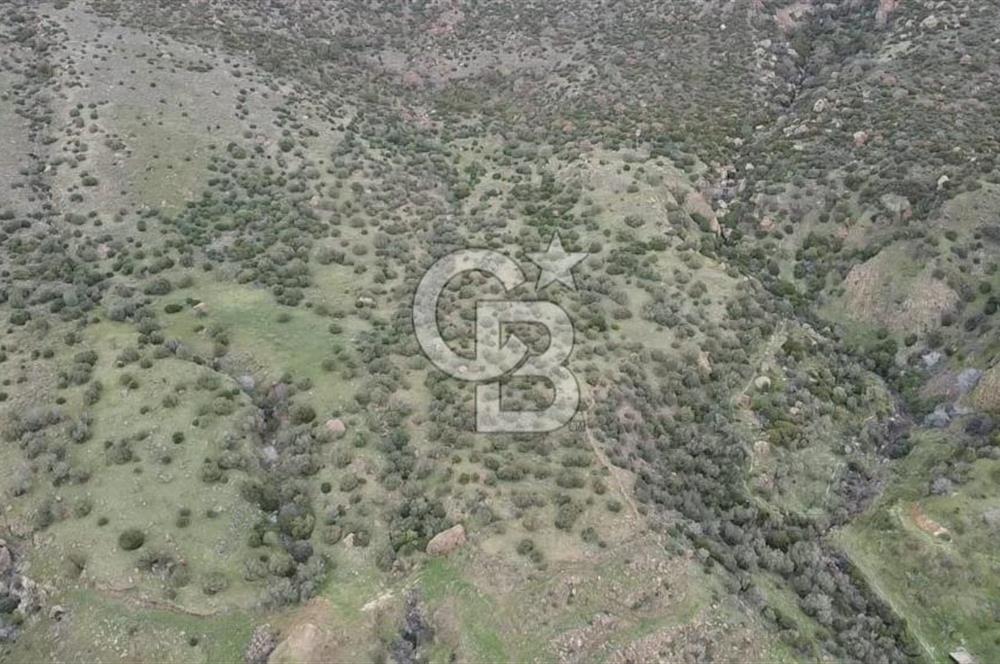 ÇANAKKALE BABAKALE'DE | 33 DÖNÜM DENİZ MANZARALI ZEYTİNLİK