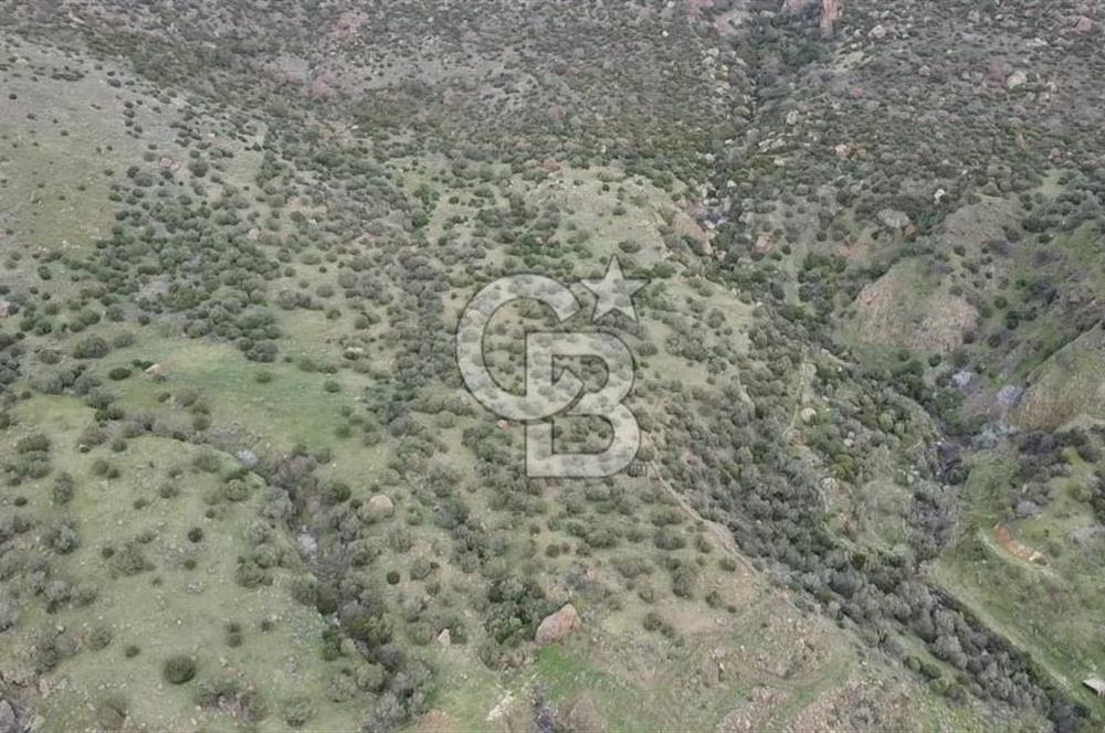 ÇANAKKALE BABAKALE'DE | 33 DÖNÜM DENİZ MANZARALI ZEYTİNLİK