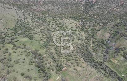 ÇANAKKALE BABAKALE'DE | 33 DÖNÜM DENİZ MANZARALI ZEYTİNLİK