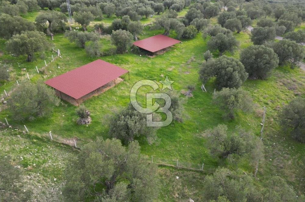 C.B. ROUTE | Bademlide Muazzam Konumda Satılık Zeytinlik