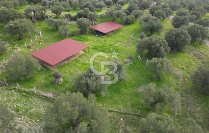 C.B. ROUTE | Bademlide Muazzam Konumda Satılık Zeytinlik