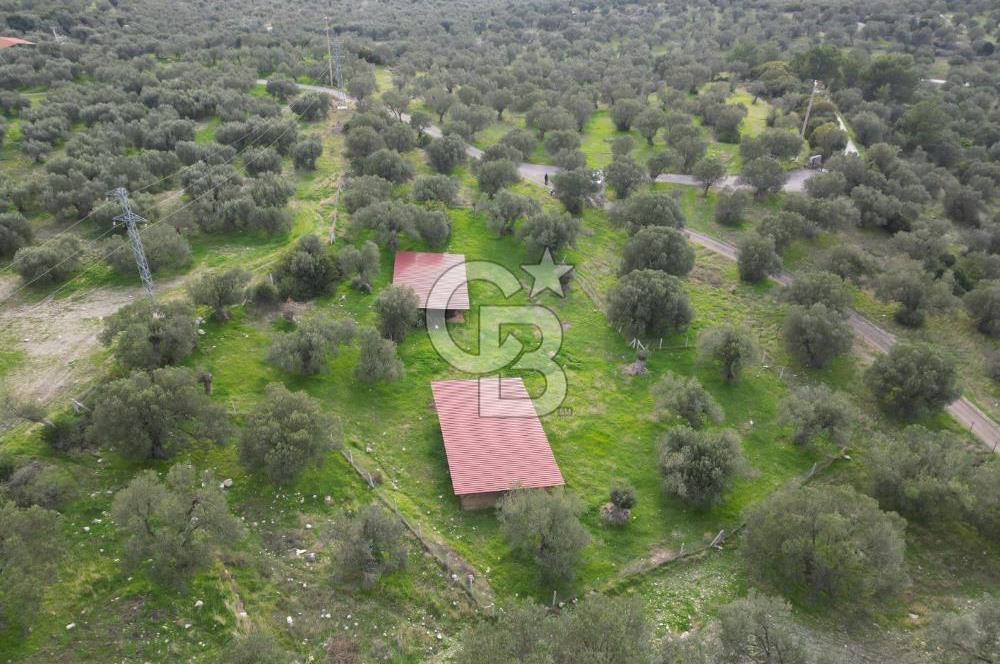 C.B. ROUTE | Bademlide Muazzam Konumda Satılık Zeytinlik