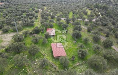 C.B. ROUTE | Bademlide Muazzam Konumda Satılık Zeytinlik