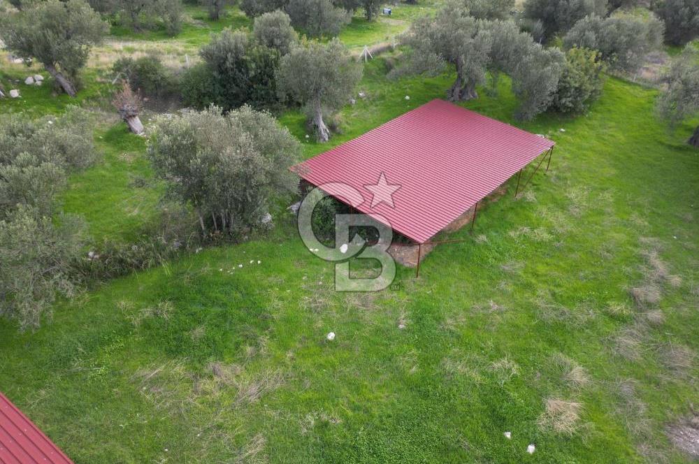 C.B. ROUTE | Bademlide Muazzam Konumda Satılık Zeytinlik