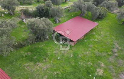 C.B. ROUTE | Bademlide Muazzam Konumda Satılık Zeytinlik