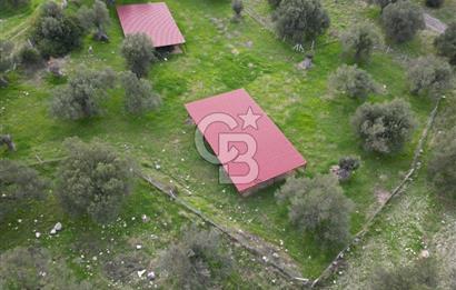 C.B. ROUTE | Bademlide Muazzam Konumda Satılık Zeytinlik