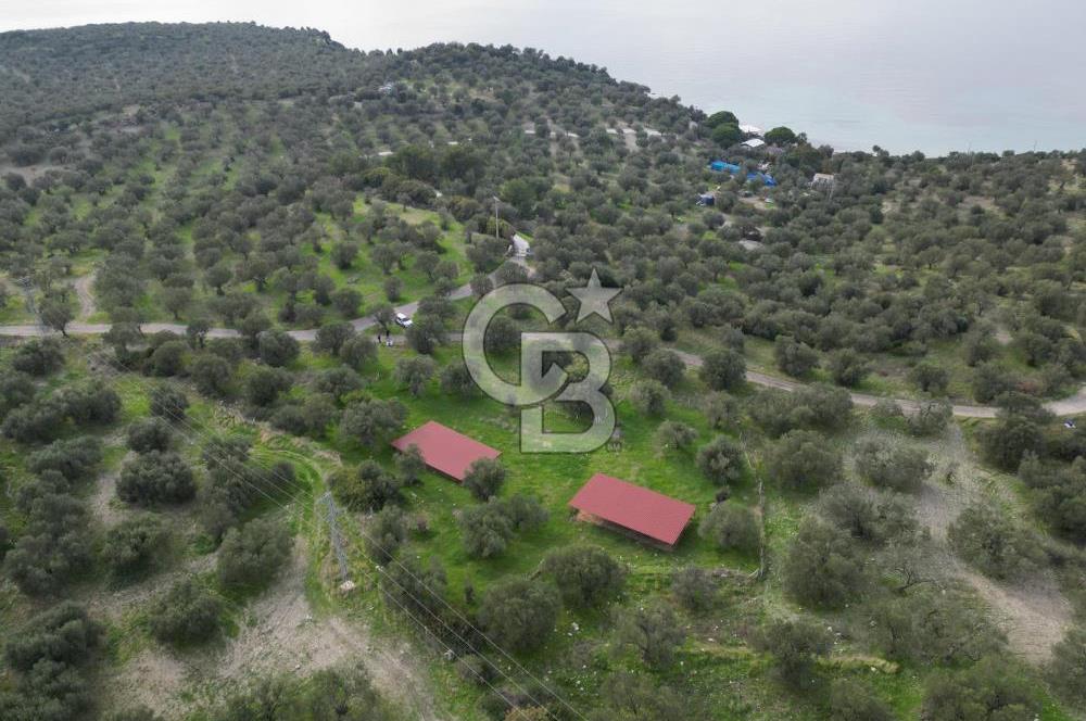 C.B. ROUTE | Bademlide Muazzam Konumda Satılık Zeytinlik