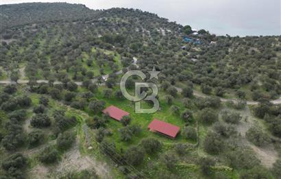 C.B. ROUTE | Bademlide Muazzam Konumda Satılık Zeytinlik