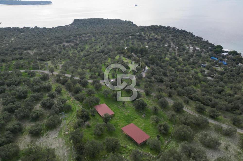 C.B. ROUTE | Bademlide Muazzam Konumda Satılık Zeytinlik