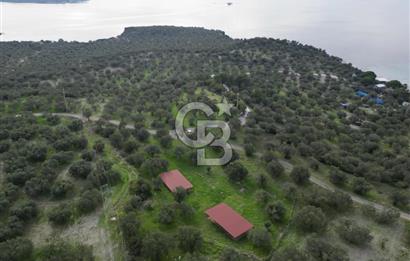 C.B. ROUTE | Bademlide Muazzam Konumda Satılık Zeytinlik